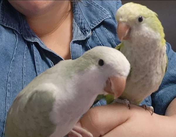 quaker-parrots-for-sale-in-morganton-nc