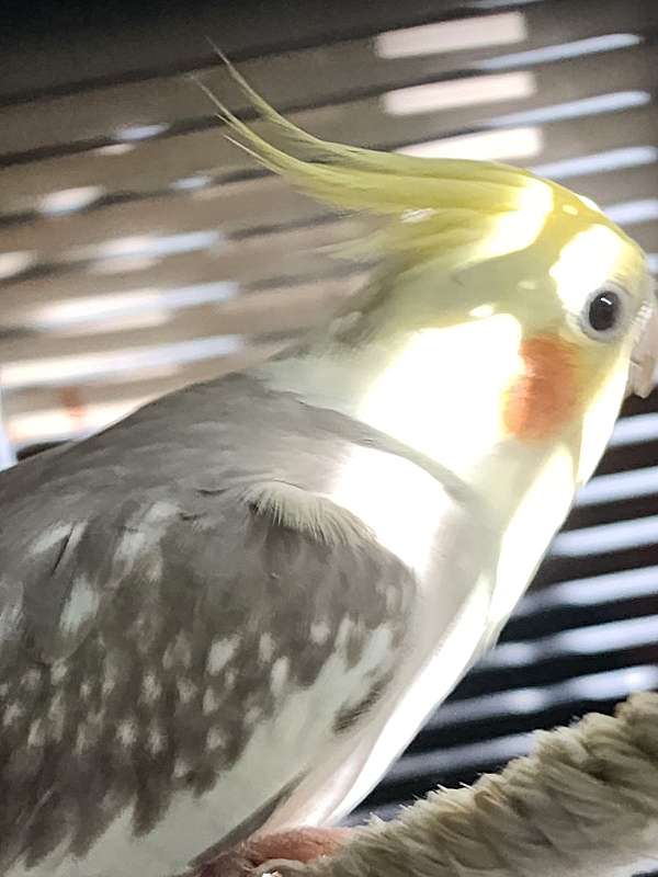 cockatiel-for-sale