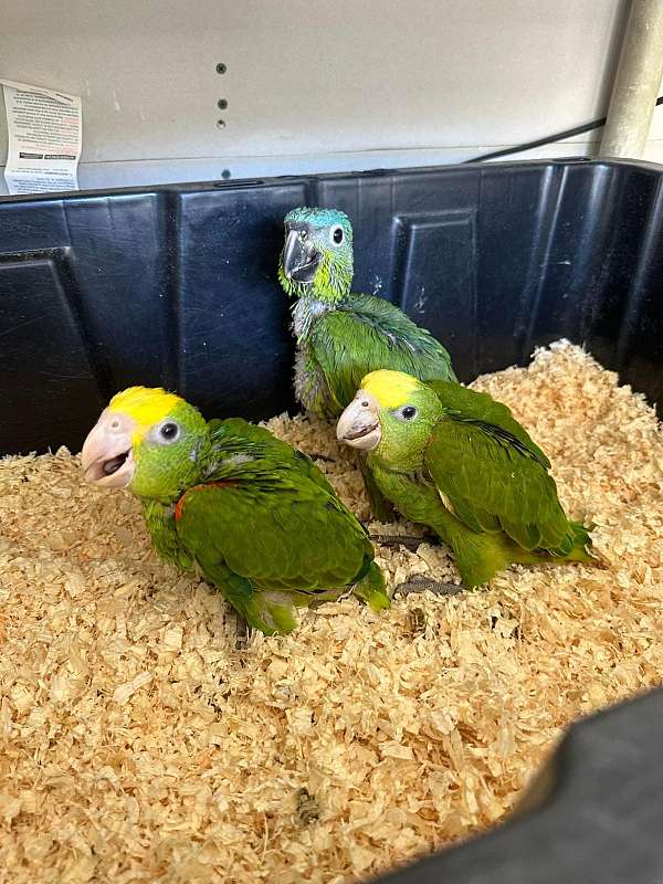amazon-parrot-for-sale