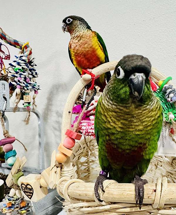 conure-for-sale