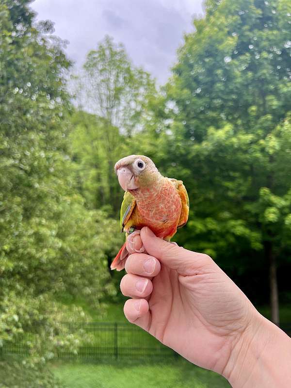 green-cheek-conure-for-sale