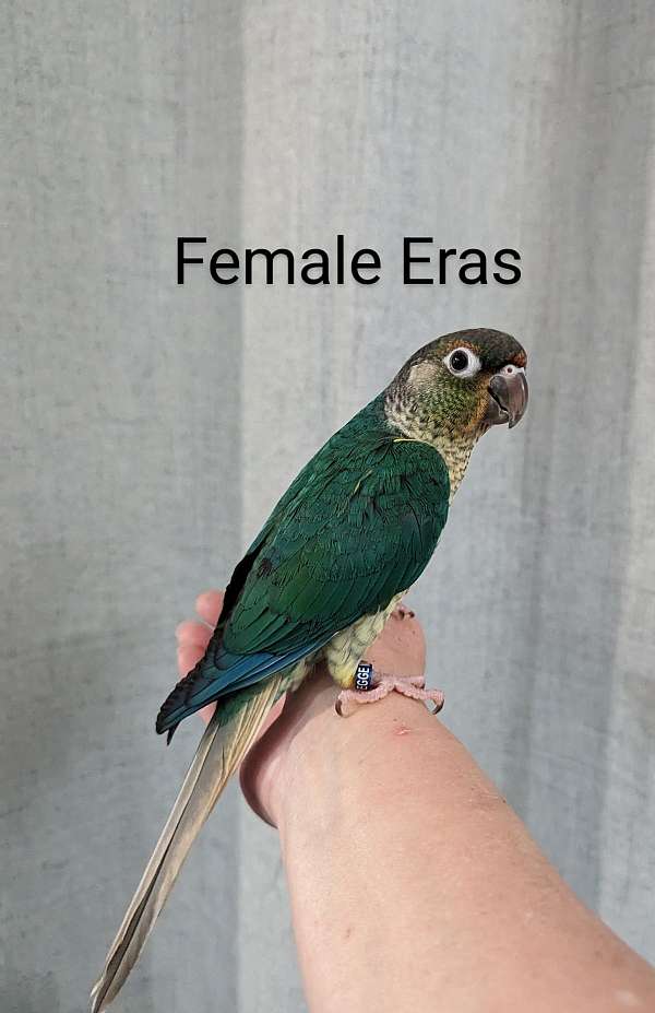 green-cheek-conure-for-sale