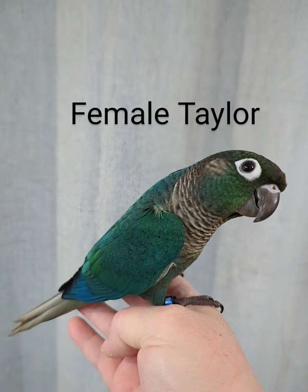 green-cheek-conure-for-sale