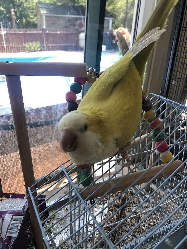 quaker-parrots-for-sale-in-shelby-nc
