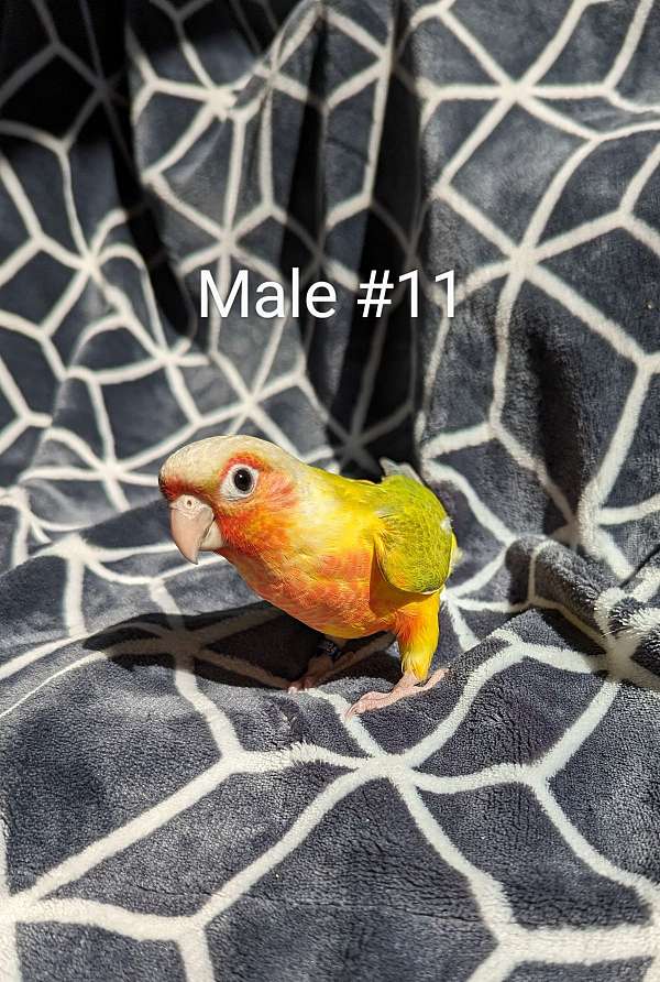 green-cheek-conure-for-sale