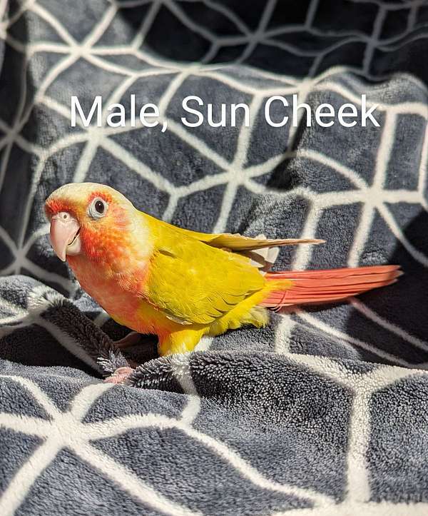 green-cheek-conure-for-sale