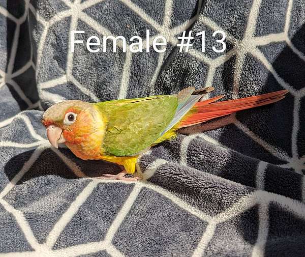 green-cheek-conure-for-sale