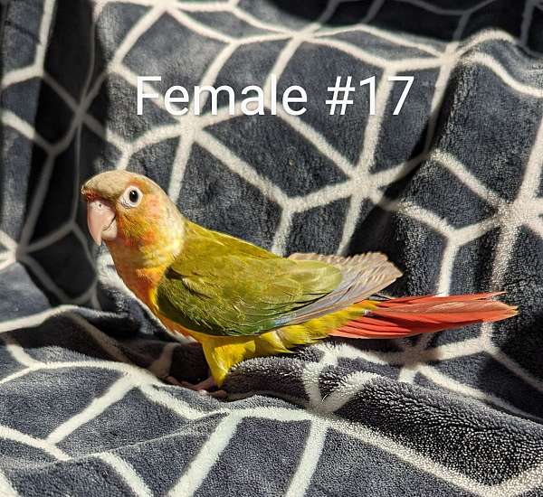 green-cheek-conure-for-sale