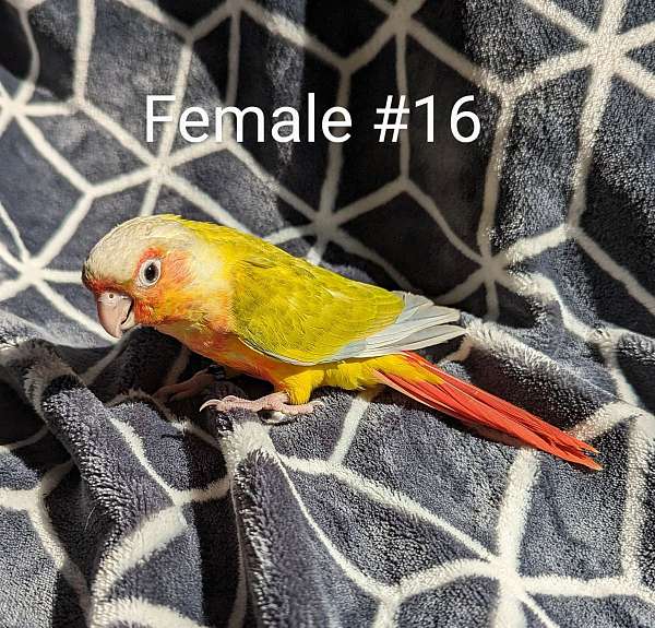 green-cheek-conure-for-sale