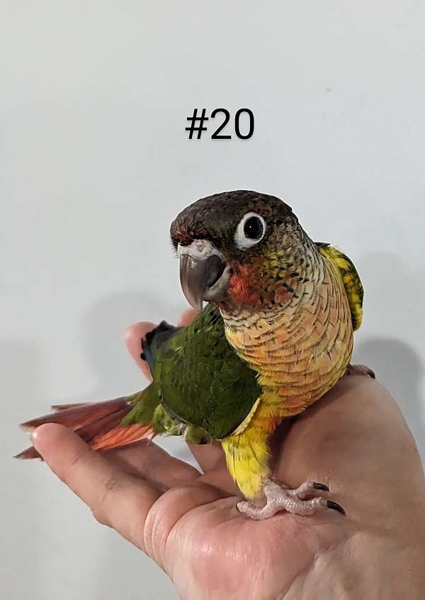 green-cheek-conure-for-sale