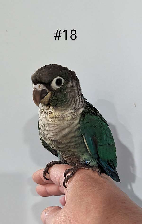 green-cheek-conure-for-sale