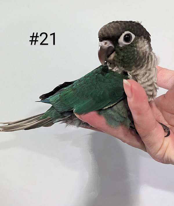 green-cheek-conure-for-sale