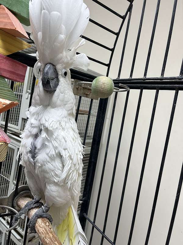 fancy-pet-cockatoo-umbrella-cockatoo-for-sale