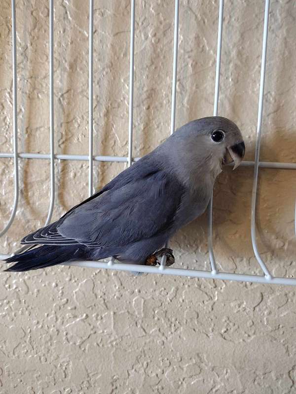 rare-bird-for-sale-in-winter-springs-fl