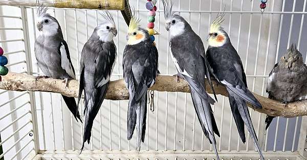 cockatiel-for-sale