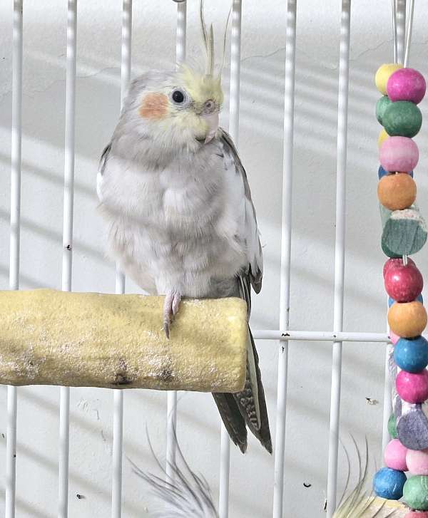 cockatiel-for-sale