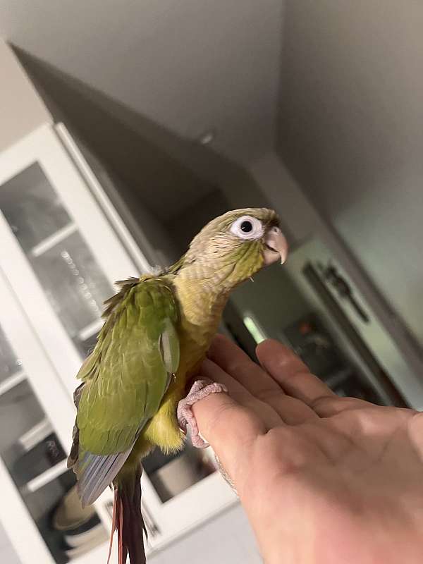 green-cheek-conure-for-sale