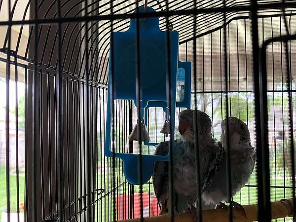 parakeet-for-sale-in-lavista-ne