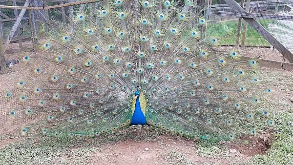 bird-parrot-eggs-for-sale-in-hampstead-md