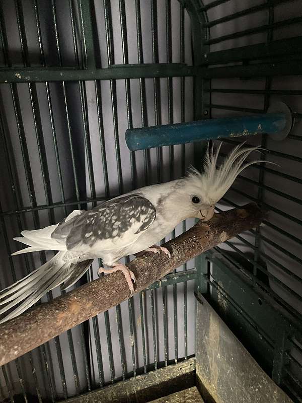 cockatiel-for-sale