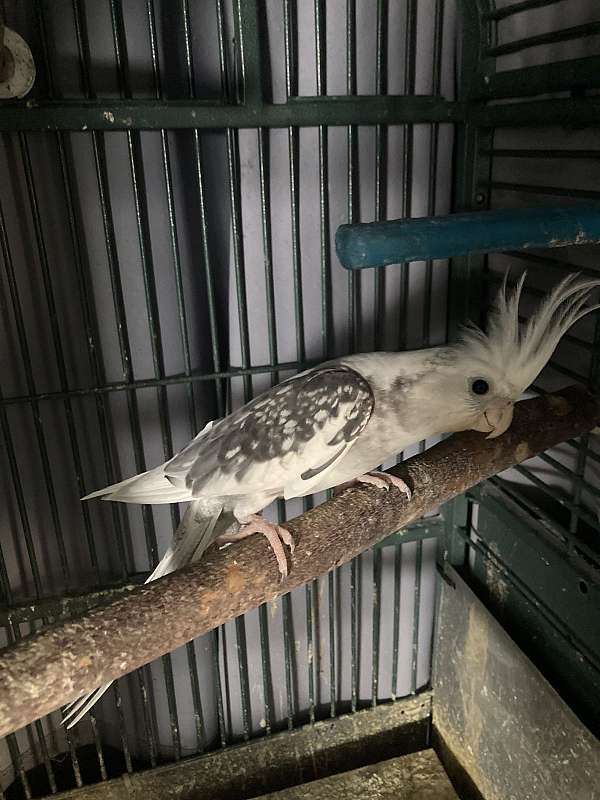 cockatiel-for-sale-in-stockton-ca