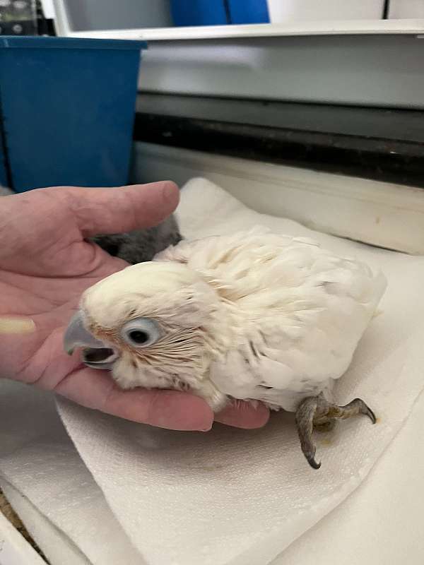 fancy-cockatoo-goffin-cockatoo-for-sale