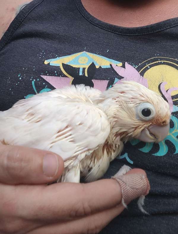 cockatoo-goffin-cockatoo-for-sale-in-georgia