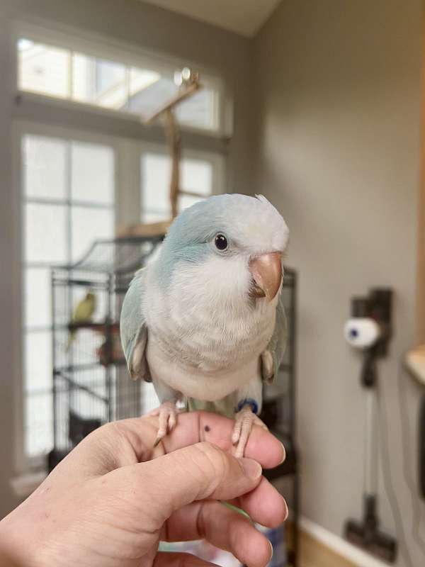 quaker-parrots-for-sale