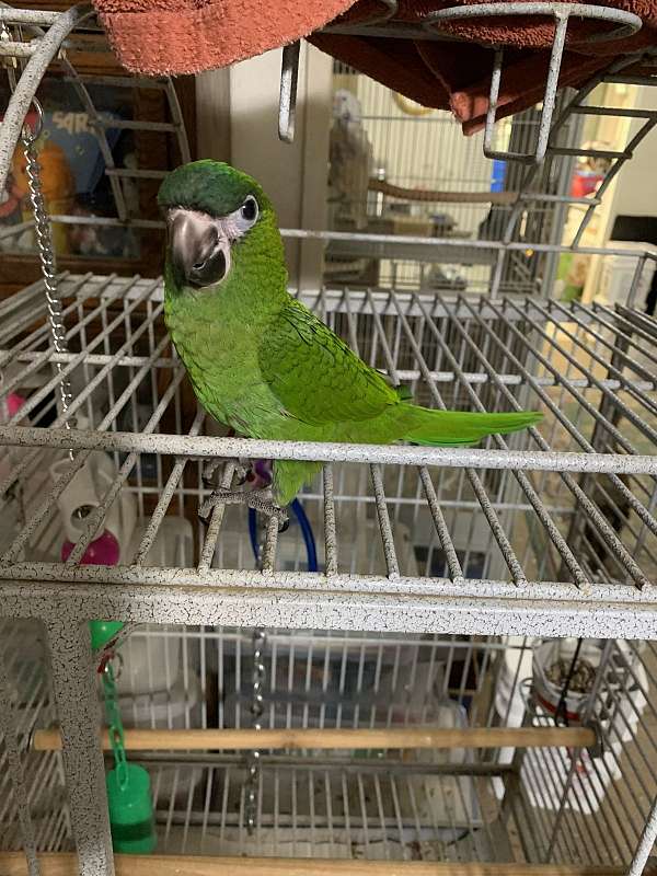 playful-bird-for-sale-in-merced-ca