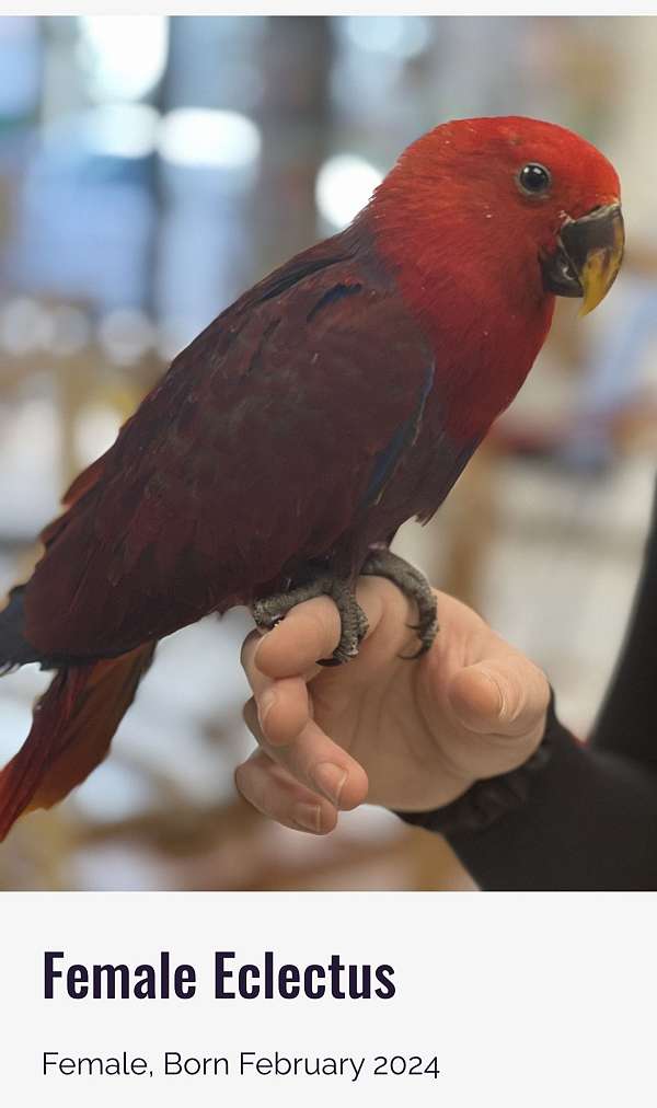 purple-red-bird-for-sale-in-denver-co