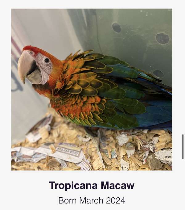 hybrid-macaw-for-sale-in-denver-co