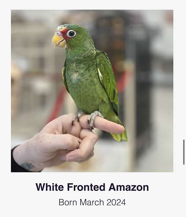 green-yellow-front-amazon-parrot-for-sale