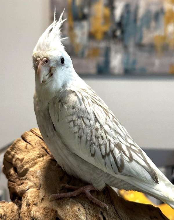 cockatiel-for-sale