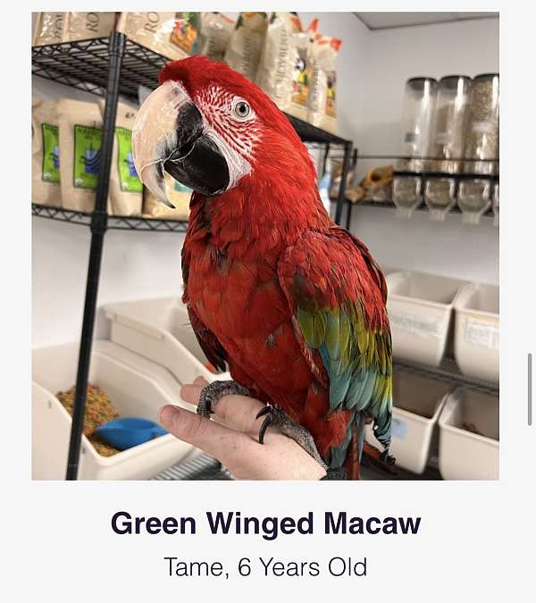 green-wing-macaw-for-sale