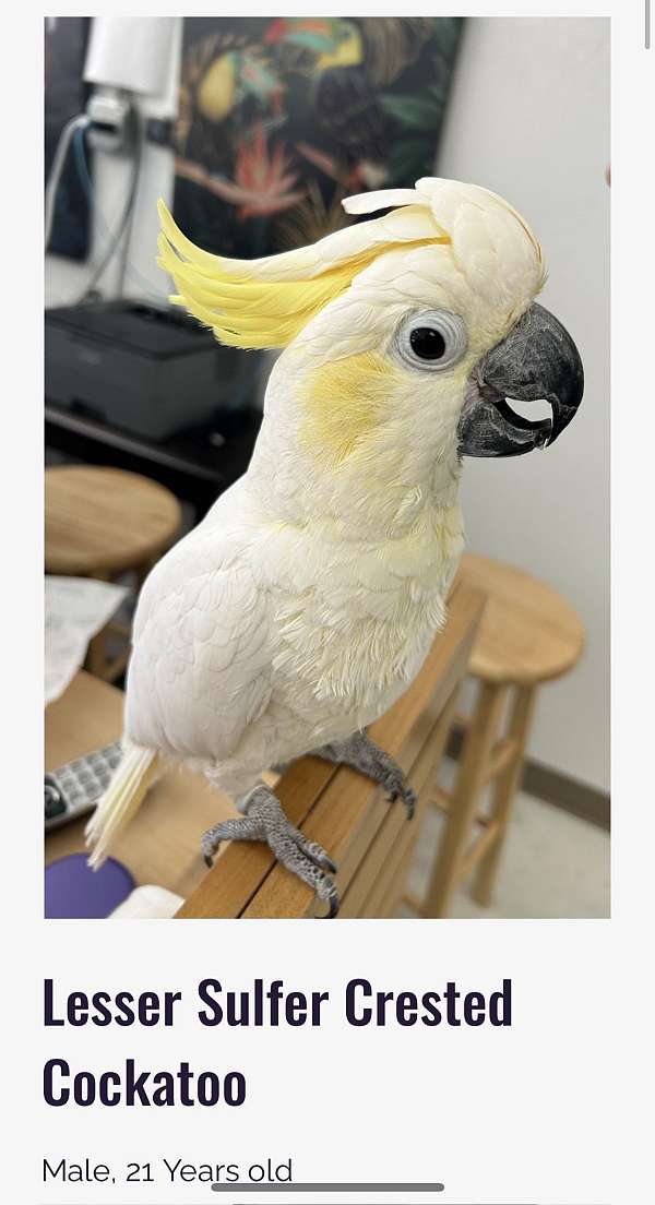 sulpher-crested-cockatoo-for-sale-in-denver-co