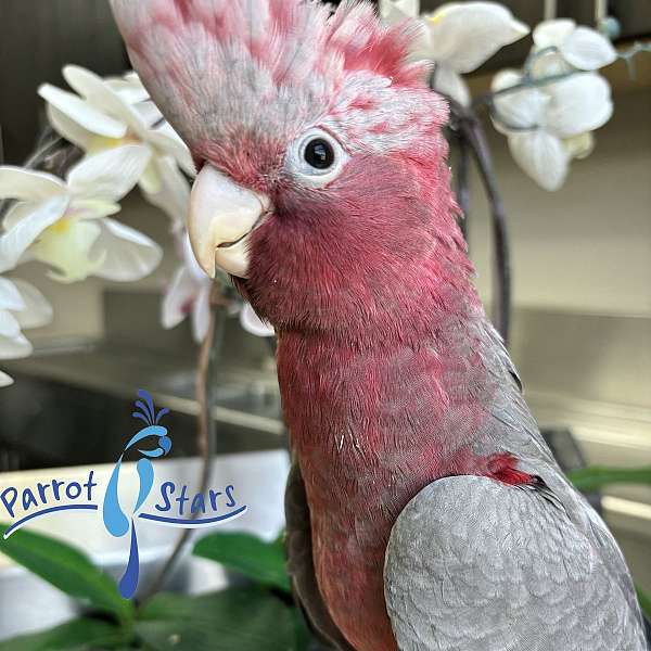 Baby Rose Breasted Cockatoo Available at Parrot Stars!