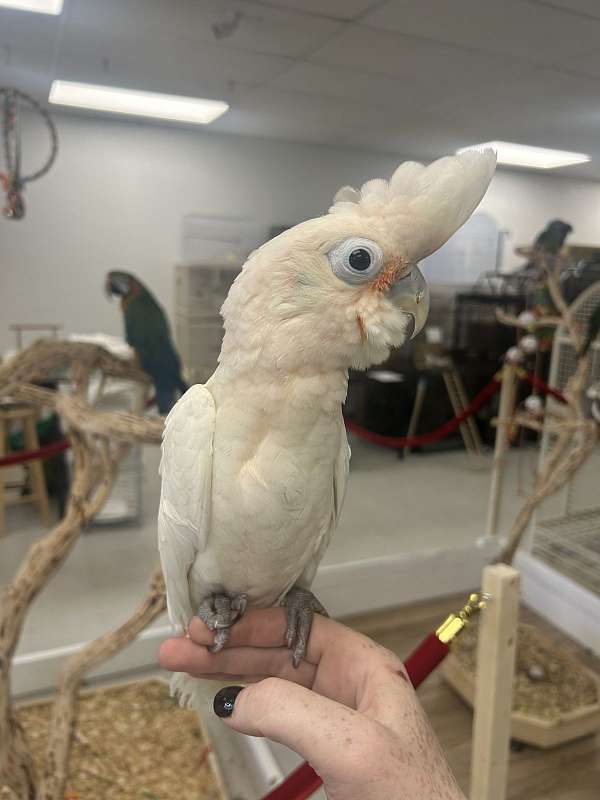 goffin-cockatoo-for-sale-in-denver-co