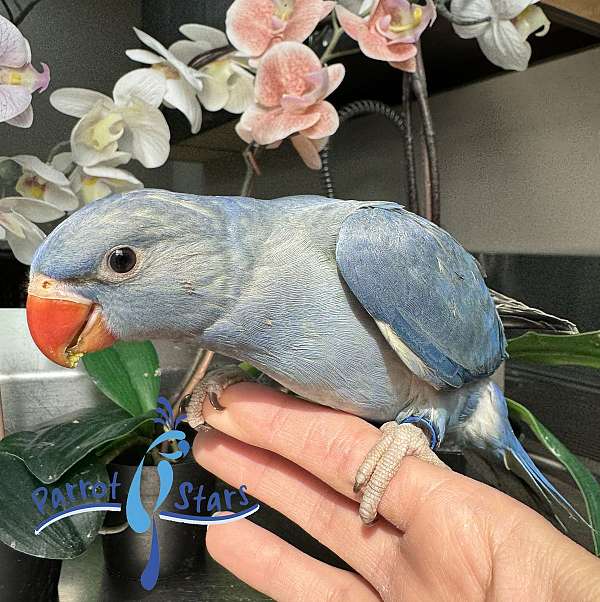 Baby Violet Turquoise Indian Ringneck Parakeet Available at Parrot Stars!