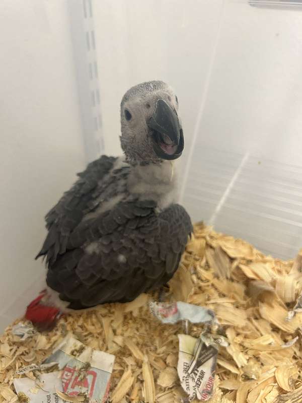 congo-african-grey-parrot-for-sale