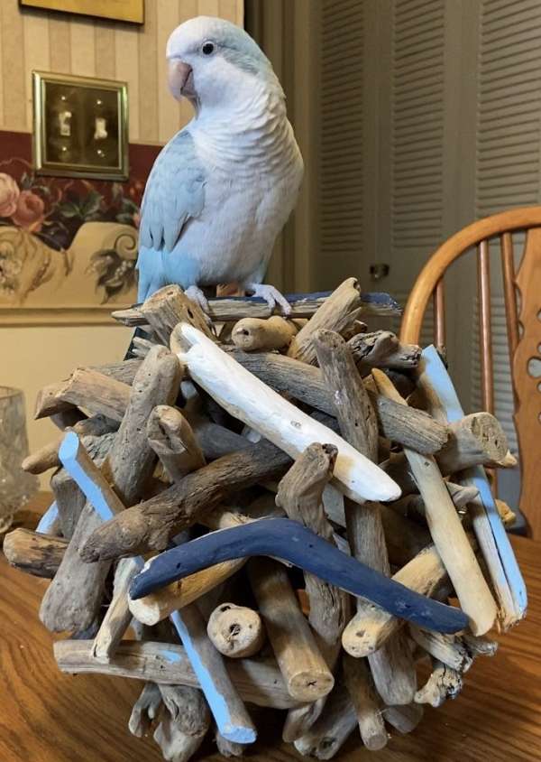 quaker-parrots-for-sale-in-ohio