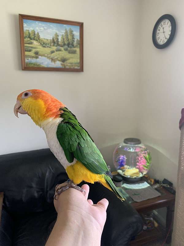 caique-for-sale