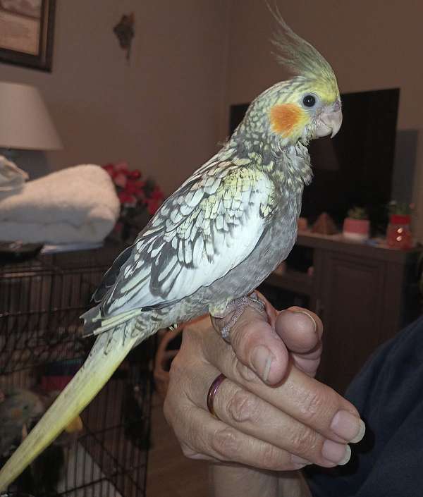 cockatiel-for-sale