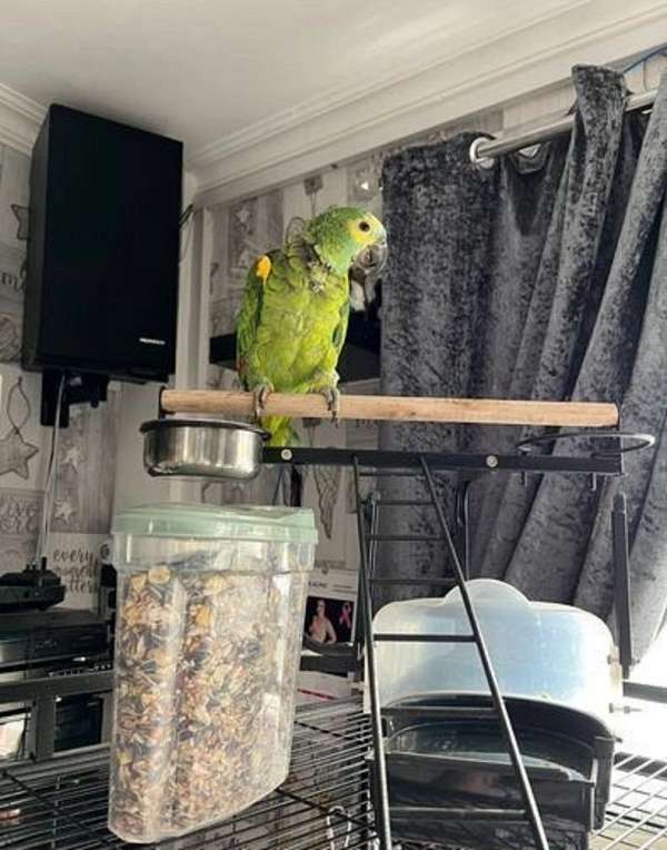 amazon-parrot-for-sale-in-union-ky