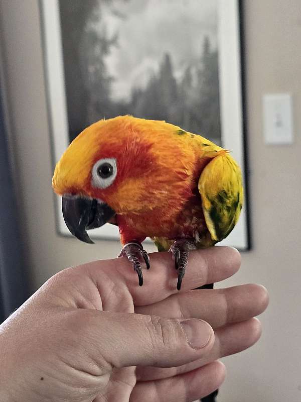 sun-conure-for-sale-in-niskayuna-ny