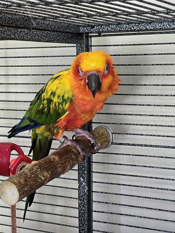 conure-sun-conure-for-sale-in-niskayuna-ny
