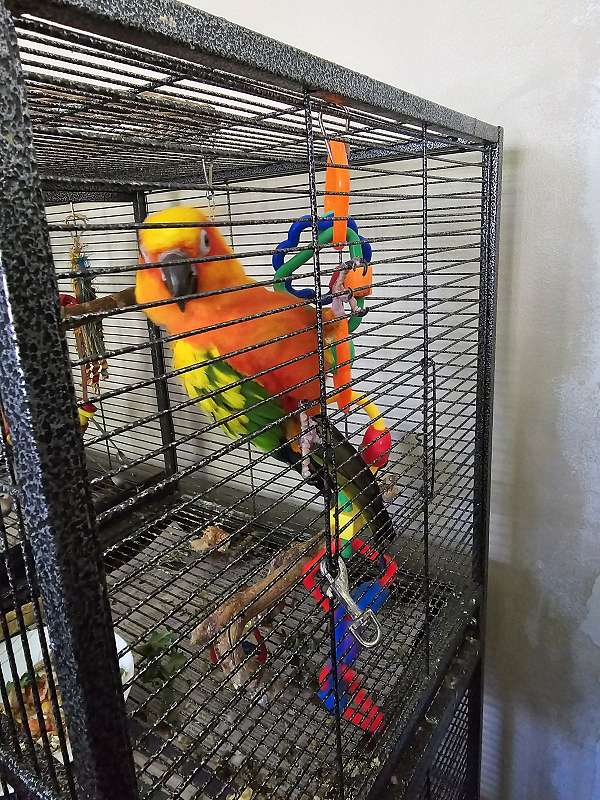 male-bird-for-sale-in-niskayuna-ny