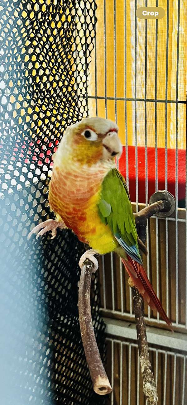 green-cheek-conure-for-sale