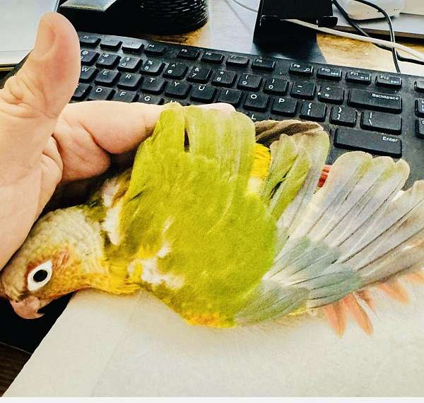 green-cheek-conure-for-sale-in-north-hollywood-ca