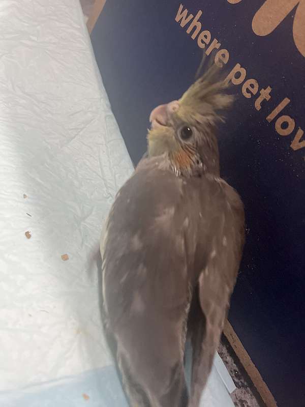 cockatiel-for-sale