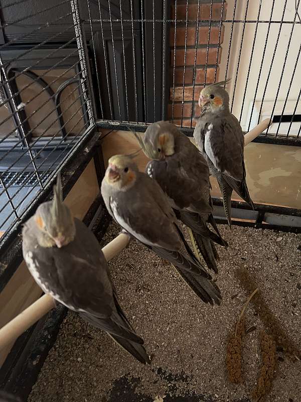 cockatiel-for-sale-in-bolton-ct